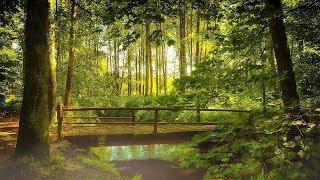 Relaxing Nature Sounds Forest - Meditation Study Sleep Spa Water Sounds Bird Song