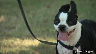 Dog Park Grand Opening at Phoenix, Esteban Park