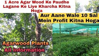 agarwood tree after 10 years profit information/ AGAR WOOD PLANTS NURSERY