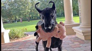 Funny Great Dane Won't Go Outside Without Her Piggy Oinker Toy