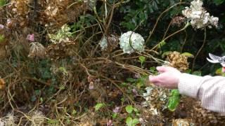 Hydrangea Pruning - Burncoose Nurseries