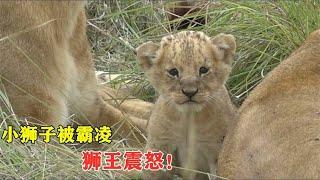 年轻狮子欺负小狮子，把狮王惹怒，12只狮子被狮王驱赶！Baby Lion