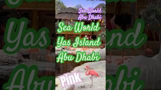 #flemingo #pinkflemingo #seaworld #seaworldabudhabi #uae #dubai #travel #instrumental #shorts