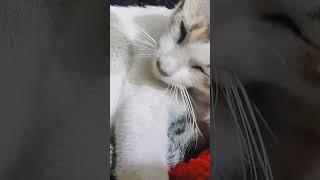 Don’t' disturb me mama  #foryou #youtubeshorts #fun #cat