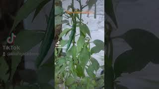 Fresh Green Chillies | Shafiq Academy | chillies | plants