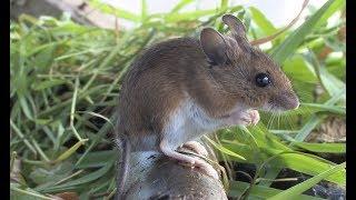 The Wood Mouse - The British Mammal Guide