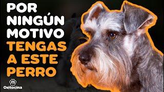 SCHNAUZER: 7 RAZONES PARA NO TENERLO