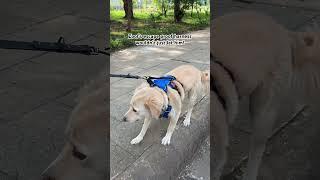 Zoof Escape proof harness is life-saver for anxious dogs! #dogharness #escapeartist #anxiousdog