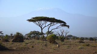 Kenia Safari / Amboseli / Tsavo West & Ost