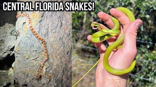 Florida Corn Jam! Corn Snakes, Alligators, and More in Central Florida