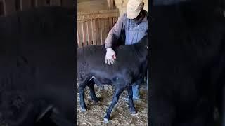 Гиссарские кочкоры #гиссар #goat #sheep #арашан #овцы #shorts #horse #бараны #dog #lamb #animal