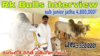 pagunta venkatapuram bulls race-rk bulls interview-ongole bulls race-rk bulls vetapalem-bulls show-