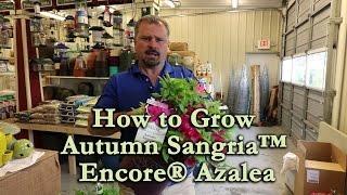 How to grow Autumn Sangria™ Encore® Azalea with a detailed description