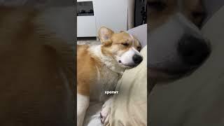 Жизнь с корги в звуках