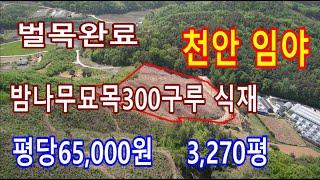 천안 동면의 주택 건축 가능/벌목완료/밤나무 묘목 300그루식재/넓고 저렴한 입야 입니다./천안 토지,아산 토지 매매 전문