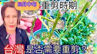 【12月中旬】簡單易懂如何重剪爬藤與直立半橫張玫瑰｜最美的春季最醜的冬季原貌紀錄#玫瑰修剪