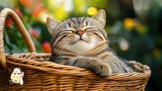 Soothing Music That Cats Love  Cat Music To Relieve Stress - EXTREMELY Relaxing Cat Music Playlist