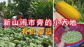 邻里菜园 /佛光山新马寺不远处的鸿兄菜园  / 番薯藤 / 百香果/ 树仔菜 / 香蕉 /芋头 / 老黄瓜 / 班籣叶 / #马来西亚草药 / #广西人