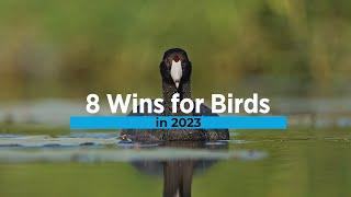 8 Wins for Birds in 2023