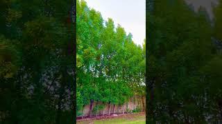 Updating farmhouse by | Chand Waseem Vlogs