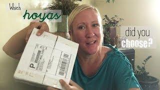 Hoya Haul | Secret Garden Rare Plants Review | Favorite Hoyas