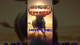 6월달 소띠 운세