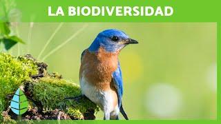 Qué es la BIODIVERSIDAD y su IMPORTANCIA 