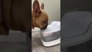 Your dog needs one of these water fountains   #dog #petgugu #waterfountain