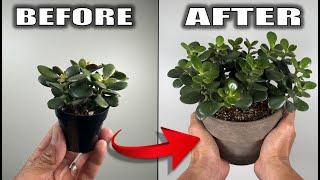 7 Jade Plant Care Tips That You Need to Know - Houseplant Care