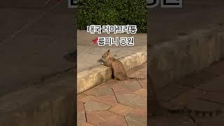 태국 러이 끄라통 룸피니 공원