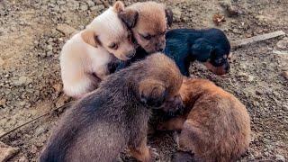 The mother dog is protecting the puppies,Eat garbage,Hidden under slab, gave birth to five puppies!