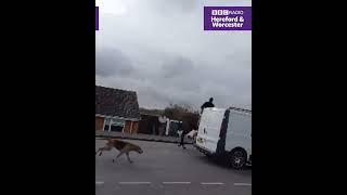 Ledbury Hunt chase fox onto a residential estate in Upton