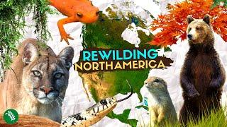 5 REWILDING Success Stories of North America
