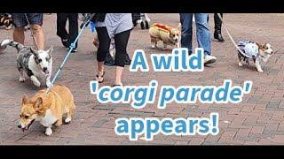 And SUDDENLY, a corgi parade appears!