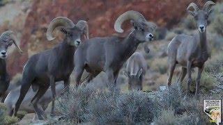 Desert bighorn sheep 2015