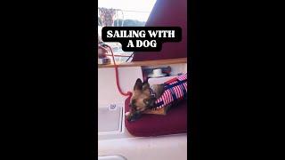 24 hours LIVING on a SAILBOAT with a dog ️⏱ #sailing #sailboat #liveaboard