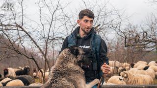 Salih's Love for Shepherding - Childhood Enthusiasm and the First Herd | Documentary-4K