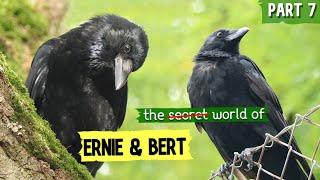 Baby Crows Grown Up: A Bittersweet Symphony - The (Not So) Secret World Of Ernie & Bert - EPISODE 7