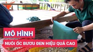 Chàng trai miền Tây và mô hình nuôi ốc bươu đen hiệu quả cao