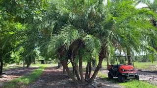 Robelenii/Reclinata Hybrid Palm/Planted and Guaranteed/The  Tree Planters/50 Years Serving Florida