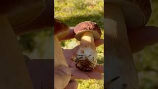 Все НАХОДЯТ это ЧУДО! Сказочная Карелия