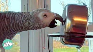 African Grey Became World's Biggest Troublemaker | Cuddle Parrots