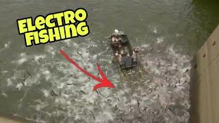 Hundreds of Fish Fly out of Lake during 'Electrofishing' | Electrofishing Explained