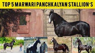 Top 5 MARWARI पंचकल्याण Stallion’s | Marwari Breed