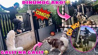 INTRUDER PRANK On My 14 Dogs! | MUNTIK MAKAGAT? | VLOGMAS ‘22 Day 17 | Husky Pack TV