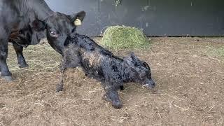 How fast can a new born calf learn to walk?