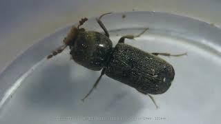 Exploring Two-tailed Borer Beetle Under a Microscope