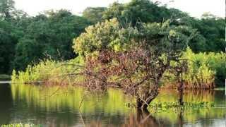 Pantanal