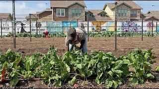 The Texas Bucket List - Bonton Farms in Dallas