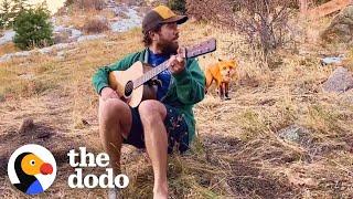 Wild Fox Comes To Hear This Guy Play Banjo Every Day | The Dodo Wild Hearts